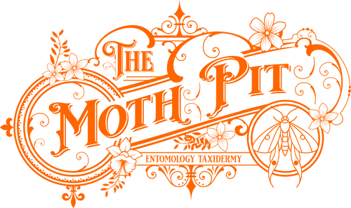The Moth Pit